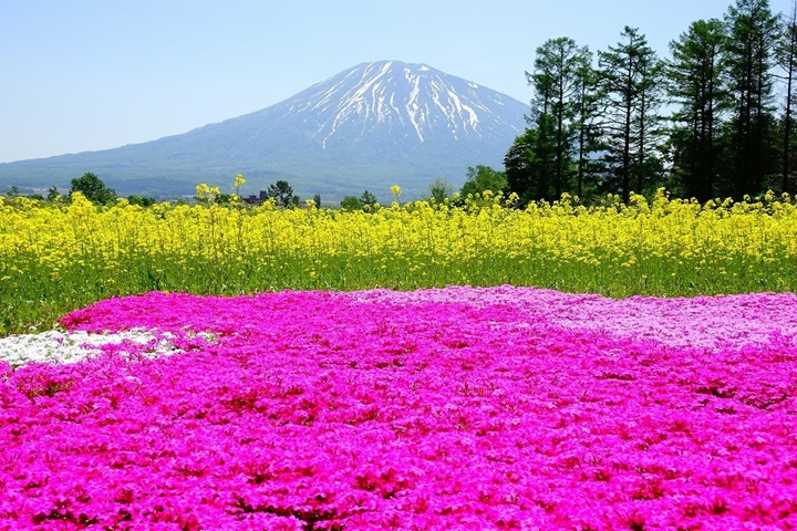 來「三島先生芝櫻庭園」可以欣賞殘雪羊蹄山和芝櫻共演的晚春美景，超美！　圖：北海道觀光振興機構／提供
