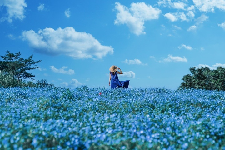 4月下旬至5月中旬是粉蝶花的最佳觀賞期，藍色的花海和天空形成一幅大自然最美麗的景致。　圖：©Ken Narahashi／提供
